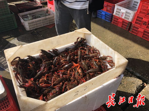 白沙洲農副產品大市場龍蝦批發日破百噸，武漢“撮蝦子”熱度不減